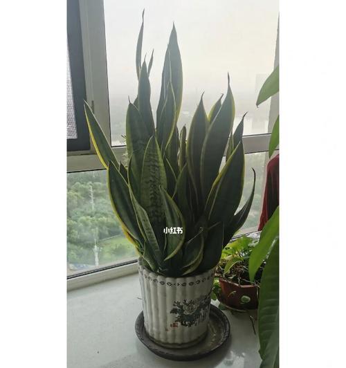 虎皮兰的花语与寓意——给生活注入勇气与力量（携手虎皮兰）
