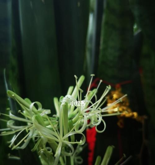 虎皮兰开花的寓意与象征（探寻虎皮兰开花的内涵和含义）