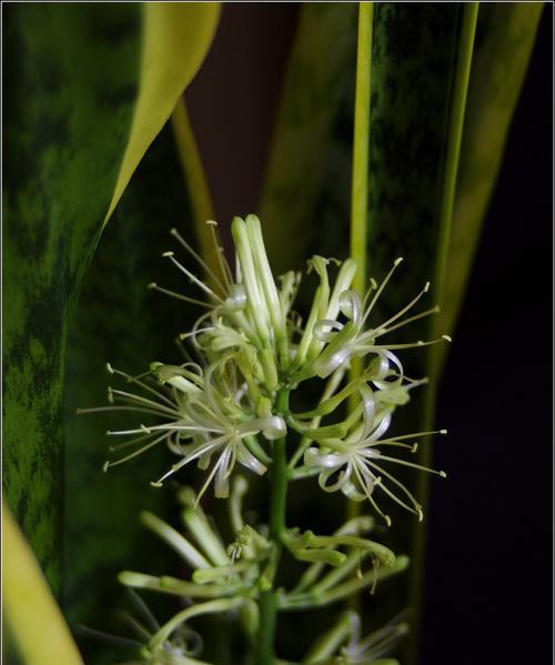 虎皮兰开花的寓意与象征（探寻虎皮兰开花的内涵和含义）
