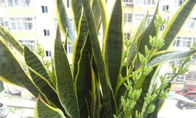 虎皮兰开花的寓意与象征（探寻虎皮兰开花的内涵和含义）