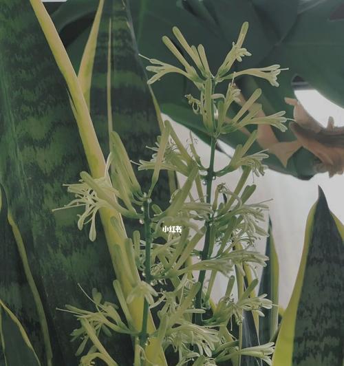 虎尾兰盛开，寓意美好生活（以虎尾兰开花的代表寓意及其传承）