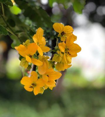 槐花的花语（槐花）