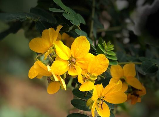 黄槐花的花语——黄槐花盛开的象征（用黄槐花的花语解读盛夏的美好）