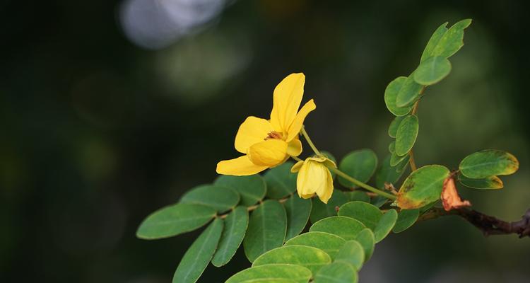 黄槐花的花语——黄槐花盛开的象征（用黄槐花的花语解读盛夏的美好）