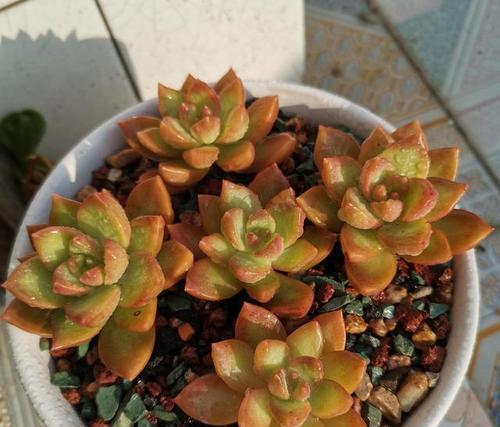 黄丽花语（探寻黄丽的花语之美）