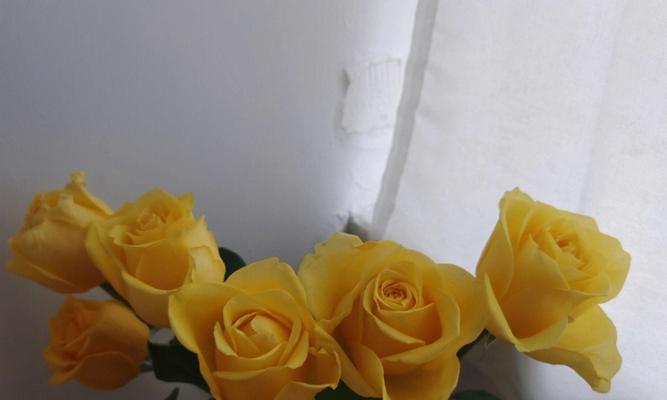 黄玫瑰的含义与象征——探索花语中的温暖和友谊（黄玫瑰的意义解析与文化背景探究）