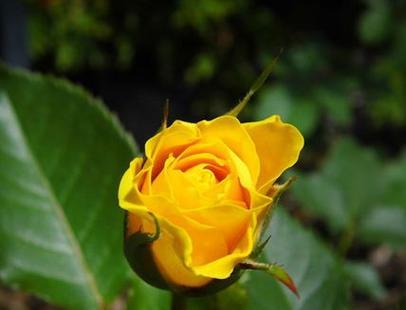 黄玫瑰的象征意义（探索黄玫瑰的花语与意义）