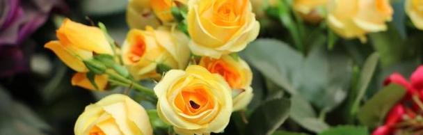 黄玫瑰的美丽与象征意义（探索黄玫瑰的色彩世界）