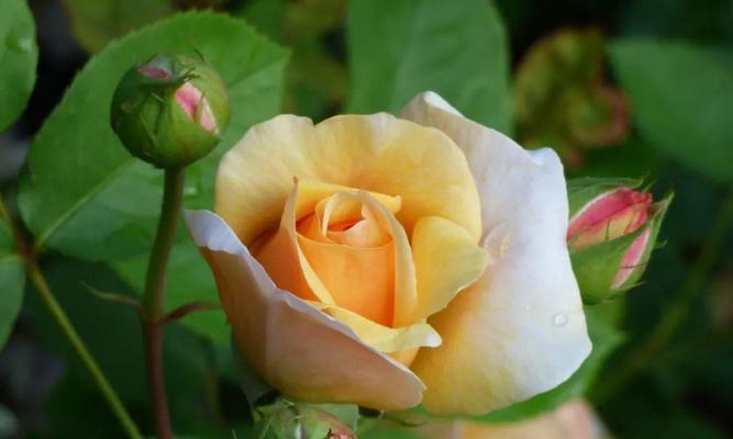 黄玫瑰的美丽与象征意义（探索黄玫瑰的色彩世界）