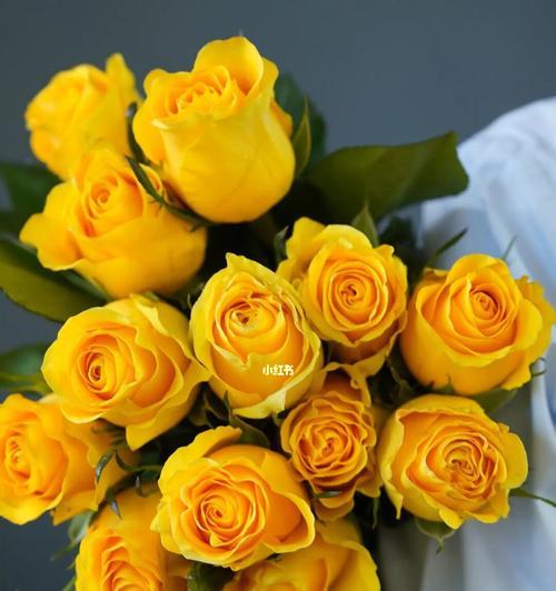 黄玫瑰（探寻黄玫瑰在不同文化中的寓意）