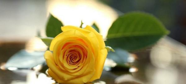 黄玫瑰之美——爱情的象征与多元含义（探寻黄玫瑰背后的情感与象征）
