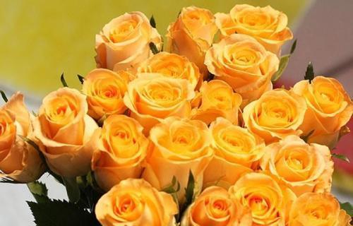 黄玫瑰的花语与象征意义（探寻黄玫瑰的浪漫和神秘之处）