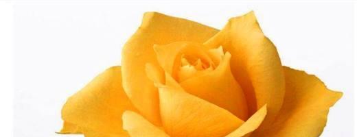 黄玫瑰的花语与寓意（探索黄玫瑰的神秘花语）