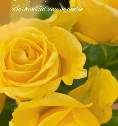 黄玫瑰的寓意与象征意义（唯美而多样的黄玫瑰）