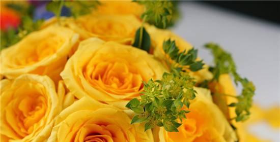 黄玫瑰花的花语——黄玫瑰花的美丽与寓意（传递温暖和友谊的黄玫瑰）
