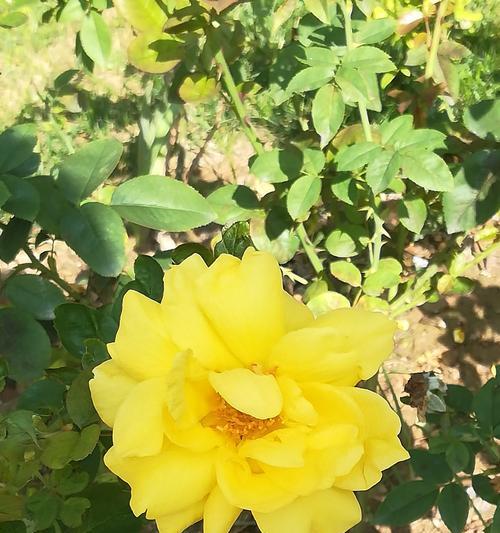 黄玫瑰花的花语——黄玫瑰花的美丽与寓意（传递温暖和友谊的黄玫瑰）