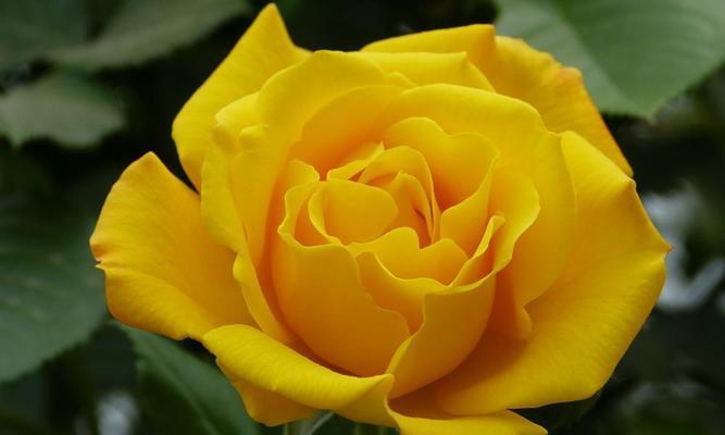 黄玫瑰花语的深刻内涵（探究黄玫瑰的情感表达和象征意义）