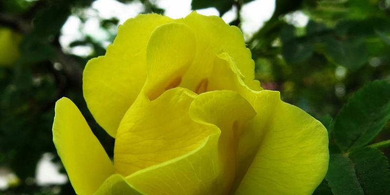 黄玫瑰的象征意义与传说（美丽独特的黄玫瑰）