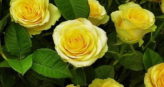 黄玫瑰的花语与意义（探索黄玫瑰象征的温暖与友谊之美）