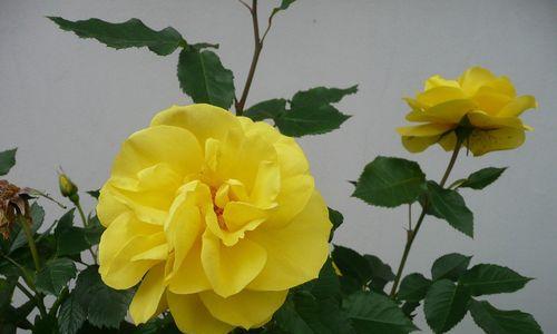 黄玫瑰花语与意义（探寻黄玫瑰的情感象征与美丽传说）