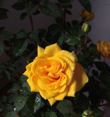 黄玫瑰的真正花语（探寻黄玫瑰的神秘花语之谜）