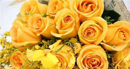 黄蔷薇花语的意义及象征解读（探寻黄蔷薇的花语）