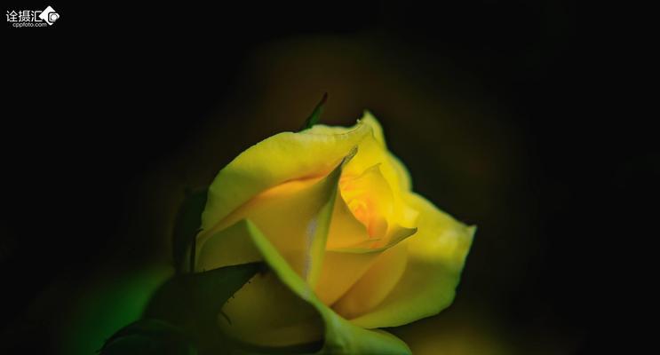 黄色玫瑰的象征意义（黄色玫瑰）