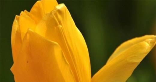 黄色郁金香的花语（传递希望的黄色鲜花）