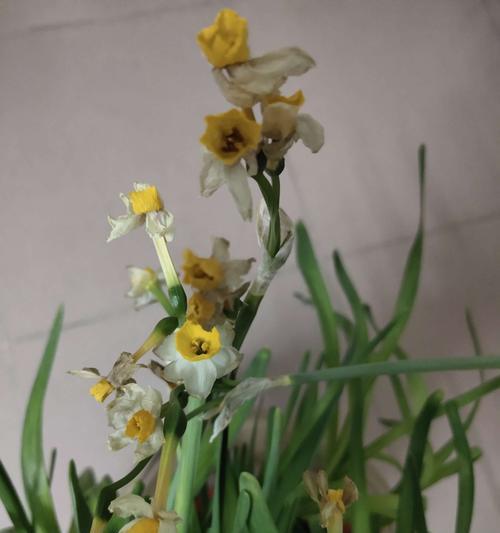 黄水仙花（花海里绽放的温暖与力量）