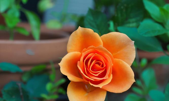 黄月季花语（探寻黄月季的美丽花语及养护要点）