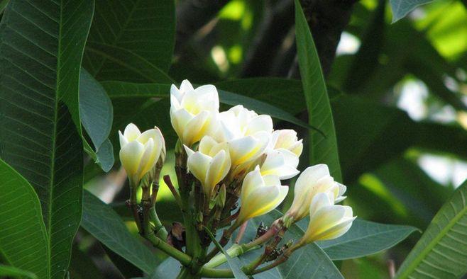 火花兰花语（以火花兰花为象征）