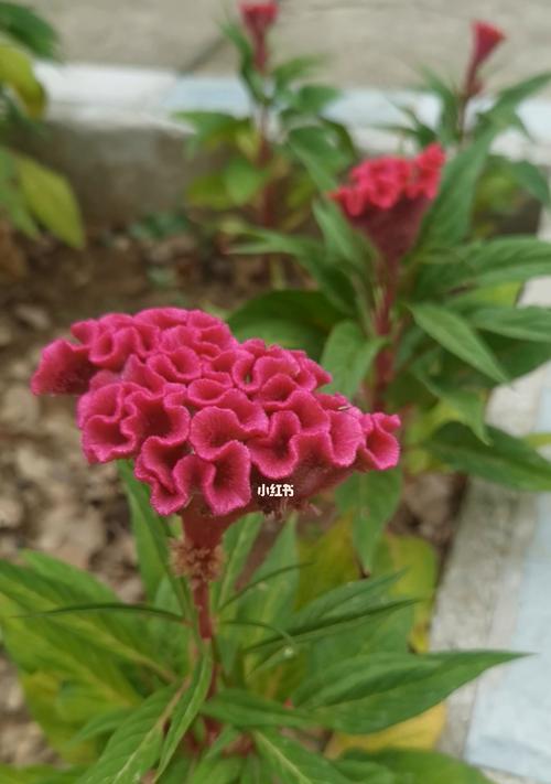 鸡冠花（以鸡冠花的寓意探索生命的意义）