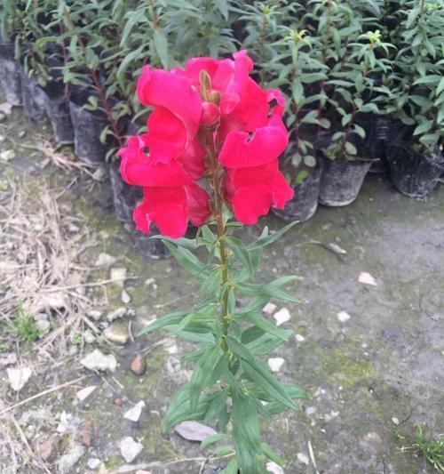 姬金鱼草的花语（姬金鱼草的花语及其深刻内涵）