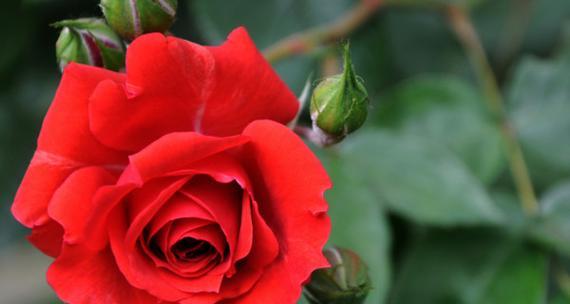 玫瑰花的象征意义及其几朵花所代表的含义（探索玫瑰花的深意——从几朵花说起）