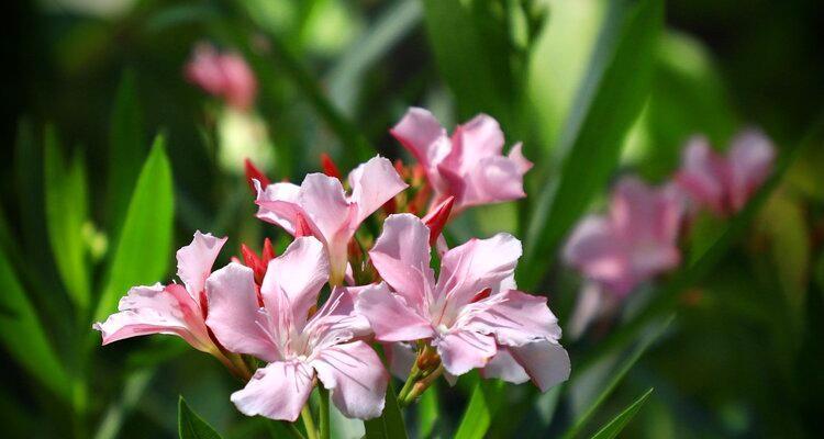 夹竹桃的花语和传说（美丽与神秘的夹竹桃——花语与传说）