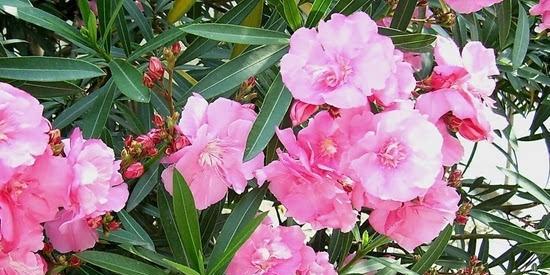 夹竹桃花语的意义与寓意（探索夹竹桃花语的深层含义）