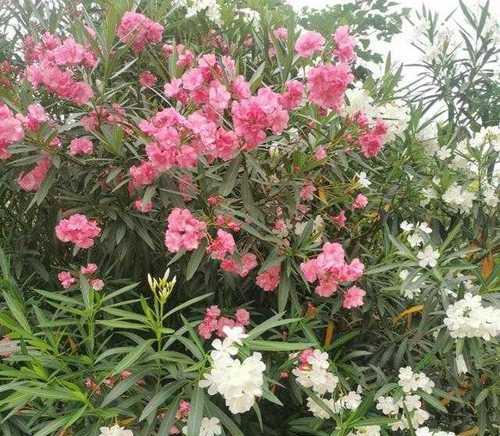 夹竹桃花语的意义与寓意（探索夹竹桃花语的深层含义）