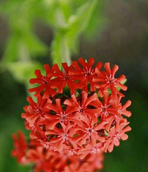 剪秋萝，传承千年芬芳（秋萝花语）