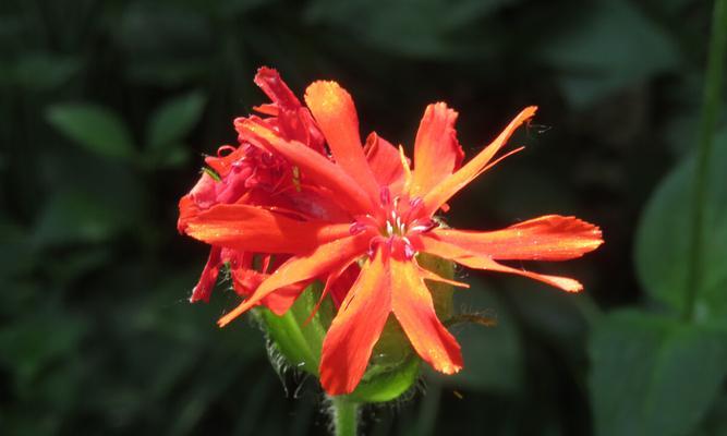 剪秋萝，传承千年芬芳（秋萝花语）