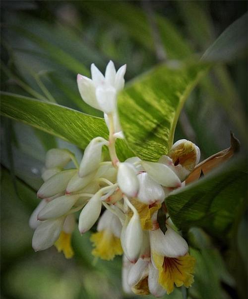 姜花花语的传递与意义（探索姜花的神秘花语）