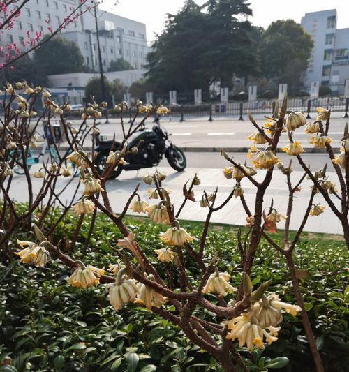 结香花的寓意和风水（揭开结香花的神秘面纱）