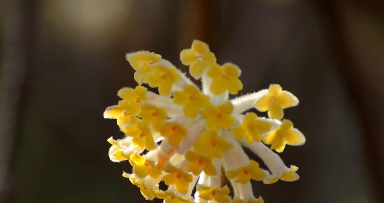 以结香花的寓意是什么（探究以结香花的象征与内涵）