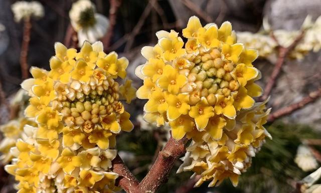 结香花花语之美与寓意（探索结香花的深远寓意）