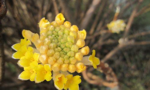 结香花花语之美与寓意（探索结香花的深远寓意）