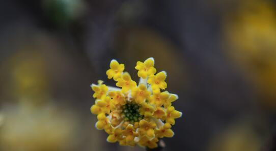 结香花花语之美与寓意（探索结香花的深远寓意）