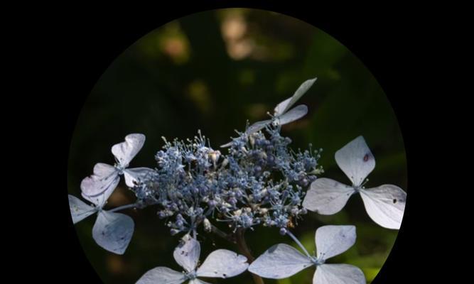 花花语的背叛之谜（探索花的真正含义与暗示）