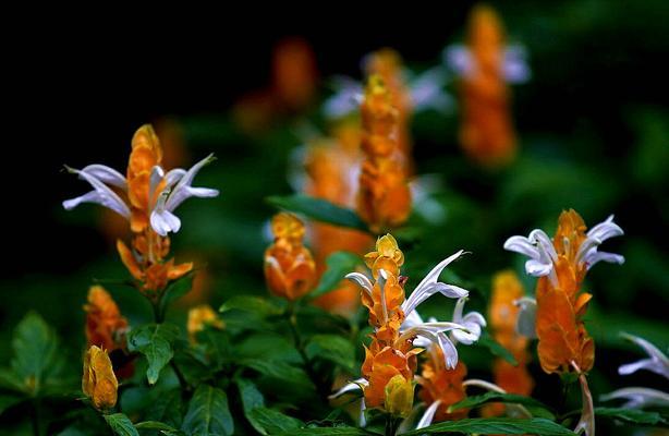 金苞花的花语与寓意（探究金苞花的象征意义和传统文化内涵）