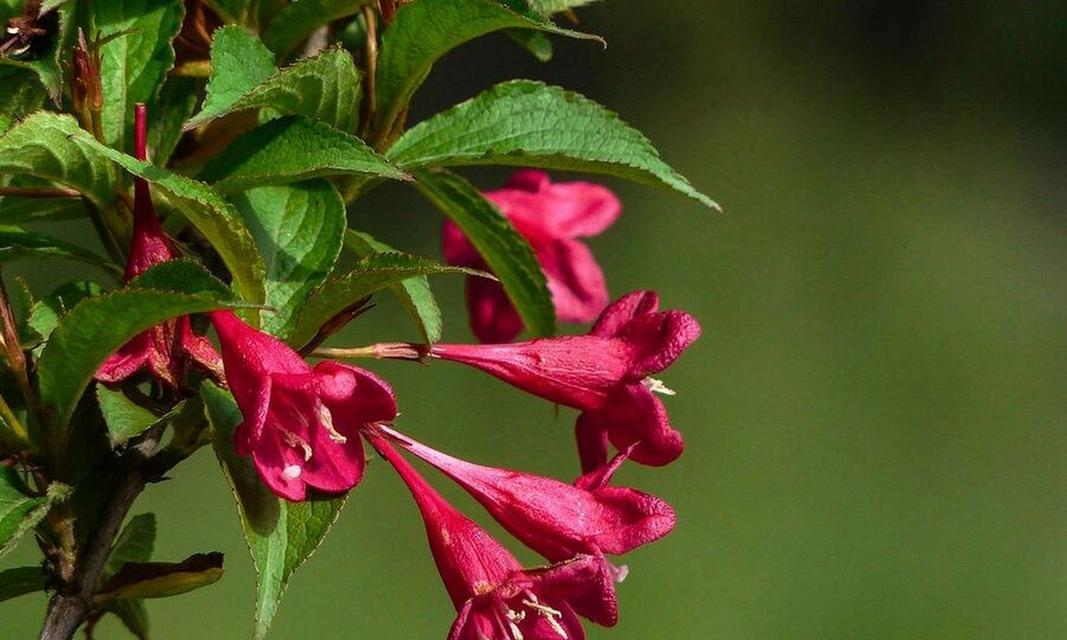 以锦带花的花语之美（解读锦带花的深层含义）