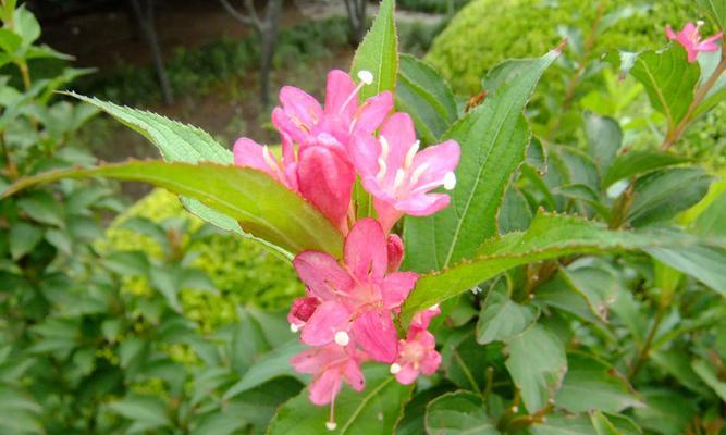 探寻锦带花的花语之美（揭秘花语中的锦带花之谜）