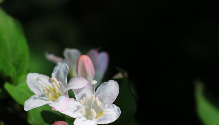 探寻锦带花的花语之美（揭秘花语中的锦带花之谜）